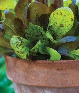 lettuce image